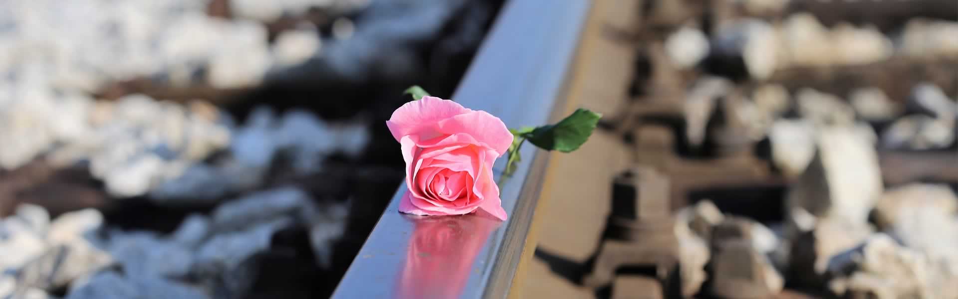 Rosa per decorazione lapide cimitero